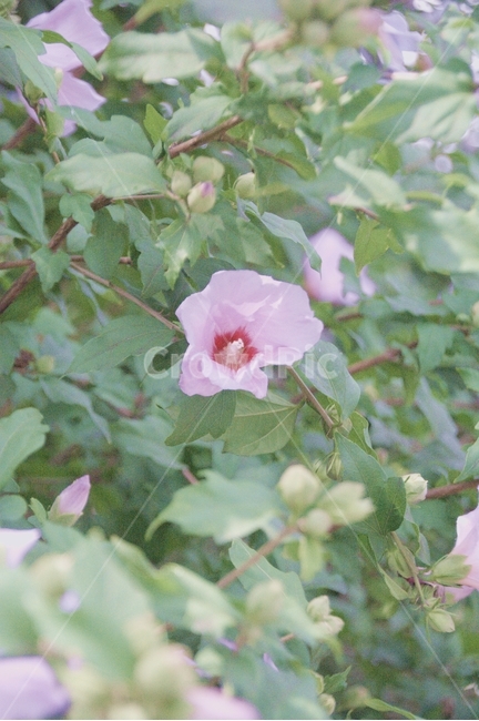 plant,식물,flower,꽃,blossom,무궁화,국화
