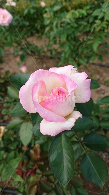 rose,plant,꽃,장미,식물,식물,자연,plants,nature,꽃,flower