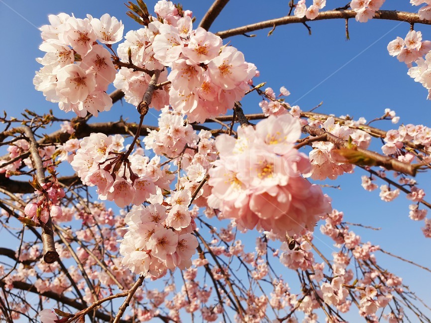벚꽃,수양벚꽃,보라매공원,꽃구경,맑은날씨,봄,계절,spring,season,식물,자연,plants,nature,꽃,flower,plant,blossom