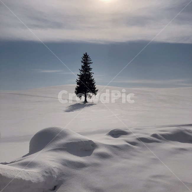 겨울,풍경,자연,나무,트리,크리스마스,삿포로,비에이,겨울,계절,winter,season,자연,풍경,nature,landscape,tree,plant,식물,fir,전나무