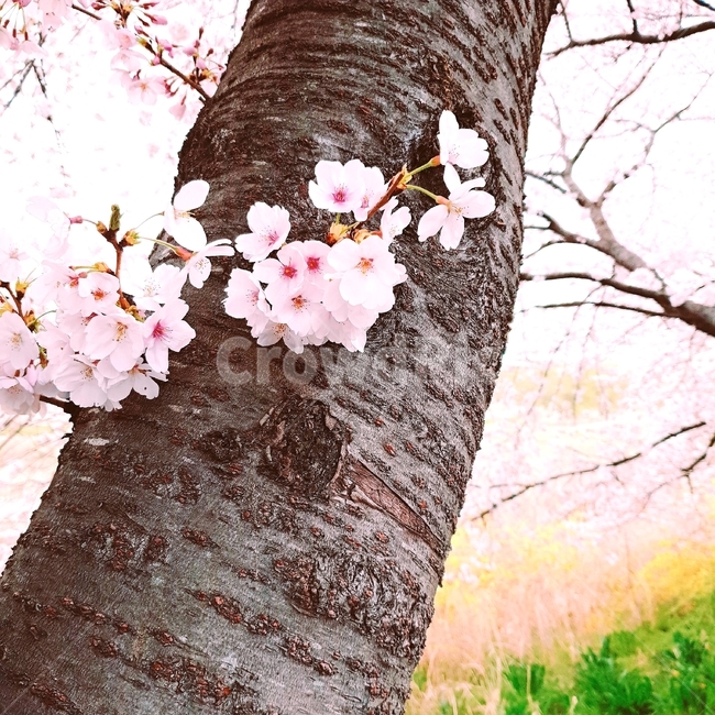 봄,벚꽃,꽃,사랑,분홍,아름다움,자연,경관,관찰,나무,핑크