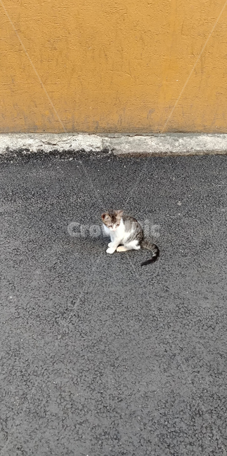 고양이,길냥이,야옹이,코숏,새끼고양이,길,동물,cat