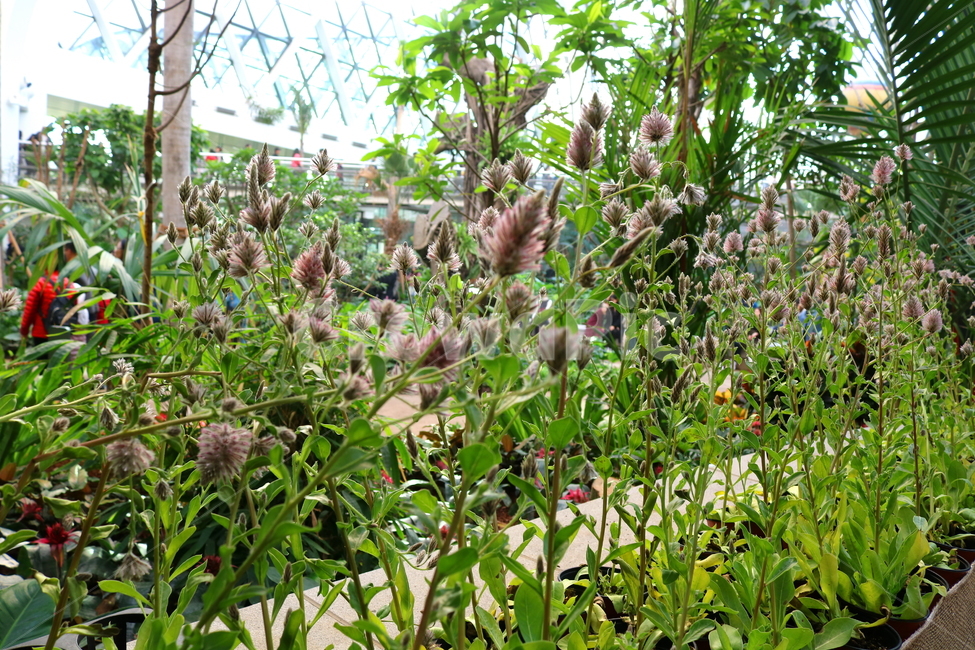 프틸로투스,꽃,프틸로투스꽃,비름과,식물,자연,식물원,식물,자연,plants,nature,꽃,flower