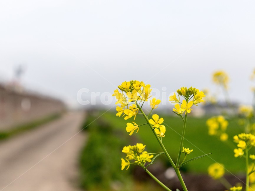 유채꽃,제주도,노란색,봄,유채,봄,계절,spring,season,식물,자연,plants,nature,꽃,flower,plant,blossom