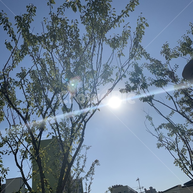 하늘,태양,아침,빛,여름,light,flare,플레어,자연,sky,sun,morning,summer