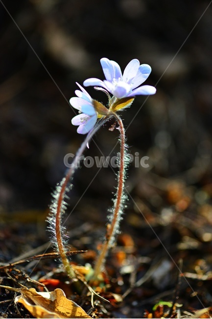 flower,blossom,꽃,plant,식물,노루귀,분홍노루귀,솜털,빛,식물,자연,plants,nature,꽃,flower