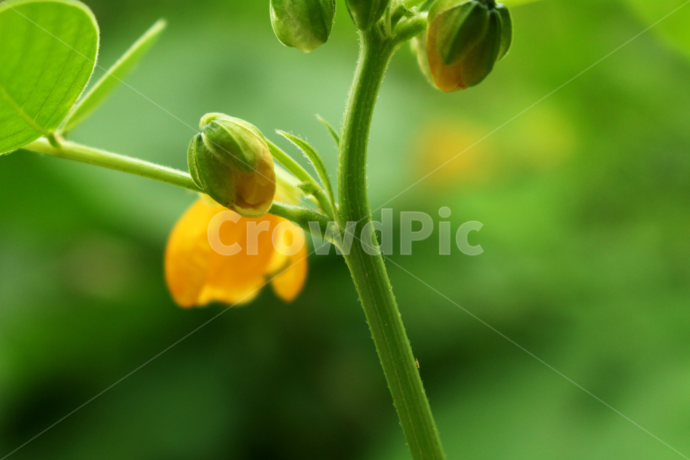 꽃,식물,flower,plant,야생화,식물,자연,plants,nature,꽃,flower