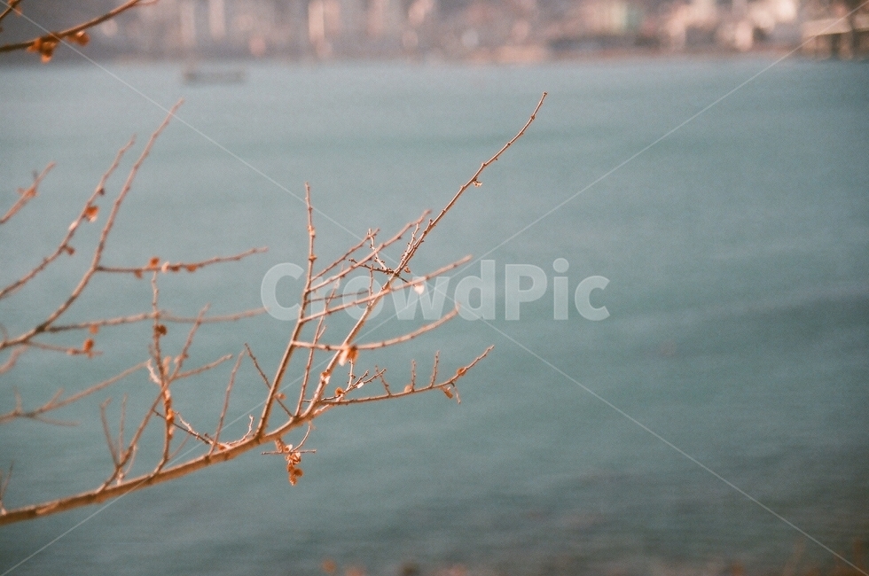 바다,풍경,나무,나뭇가지,부산,겨울,계절,winter,season,식물,자연,plants,nature