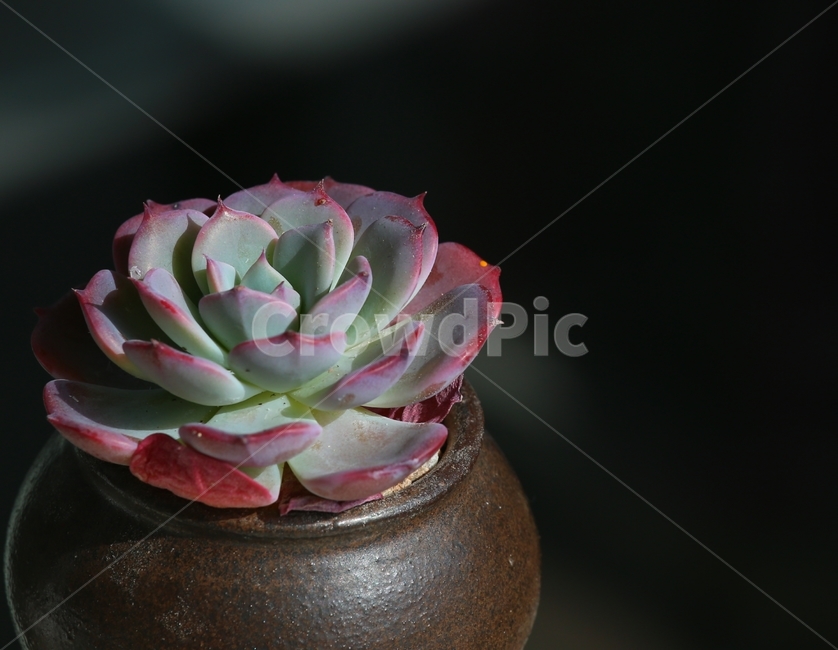 plant,식물,다육이,봄,flower