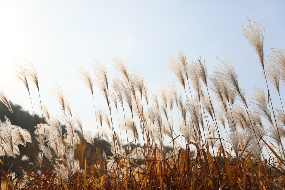 가을,억새,풍경,식물,자연,가을,계절,fall,autumn,season,식물,자연,plants,nature,grass,잔디,plant,lawn,reed,갈대