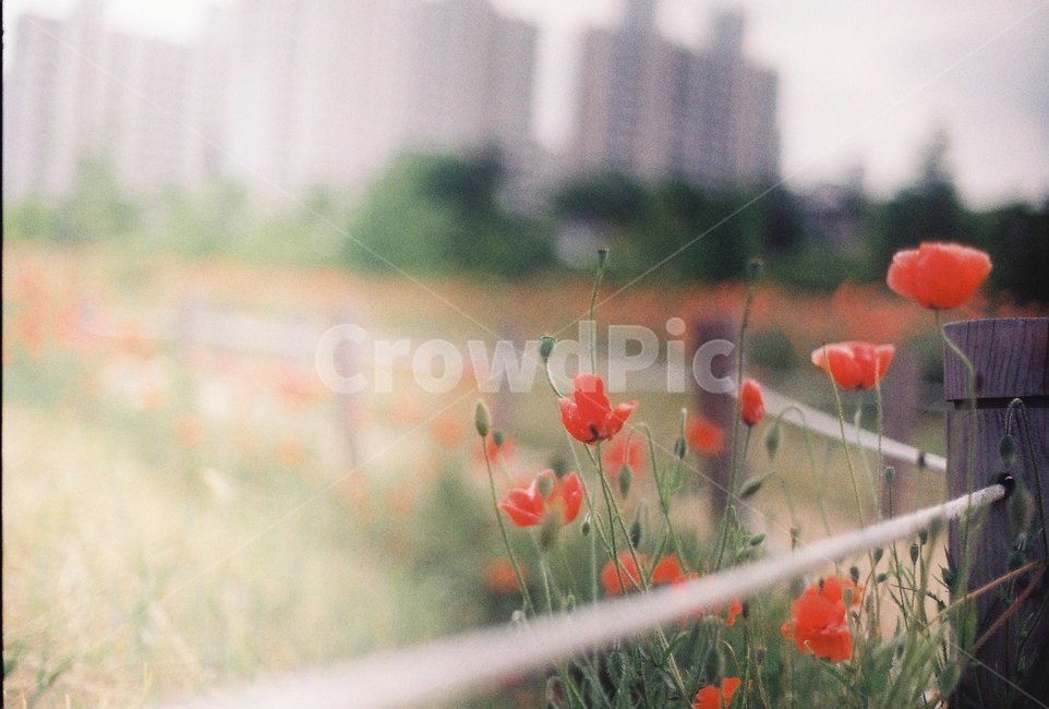 꽃,flowers,양귀비,식물,아름다운,공원,배경,빨강색,예쁜,beautiful,자연,plants,nature,구근식물,양귀비축제,필름,감성,꽃축제,감성사진,계절,flower,sensible,feeling,식물,자연,plants,nature,꽃,flower,감성,sensible,feeling