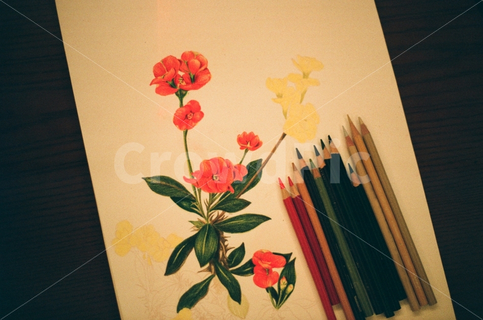 색연필,그림,수채화,꽃그림,꽃,동양화,서양화,아름다운,인테리어,분홍색,초록색,감성사진,필름사진,자연,colorpencil,flower,beutiful,interior,pink,green,sensitive,film,nature,orientalpainting,예술,art,감성,sensible,feeling,색깔,색상,색채,색감,color sense,color sensitivity,feeling of color,사물,물건,오브젝트,thing,object,matter,연출,컨셉,콘셉,direction,concept