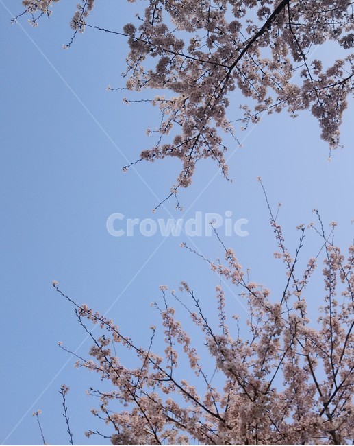 벚꽃,하늘,꽃,봄,나무,봄,계절,spring,season