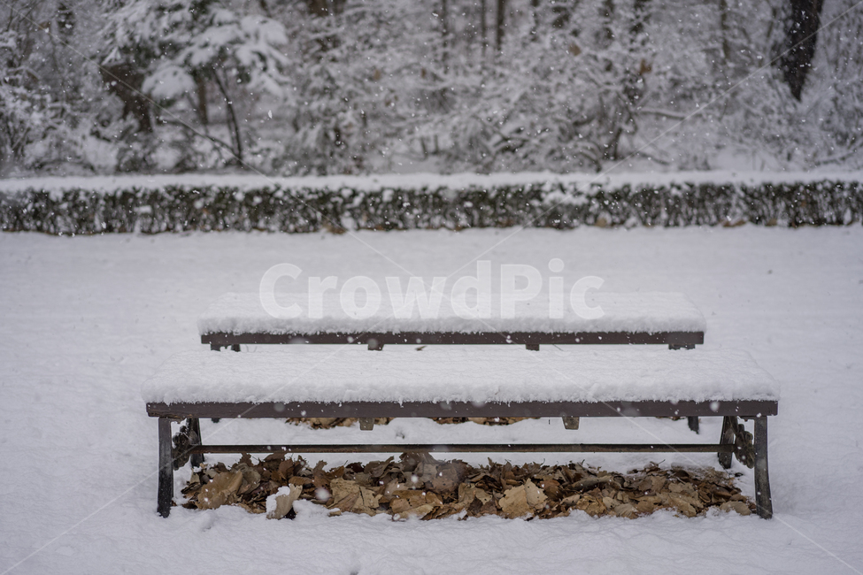 첫눈,겨울,눈,겨울수목원,눈꽃,계절,winter,snow,겨울,계절,winter,season