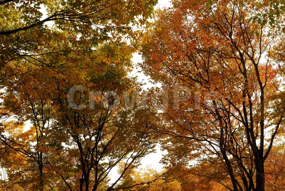 단풍,풍경,배경,자연,낙엽,나무,가을,붉은색,갈색,구름,하늘,산,공원,인천대공원,정원,단독,편집,편집사진,기획,기획사진,포토샵,보정,플라워,계절,시즌,봄,여름,겨울,이벤트,낭만,기다림,그리움,아름다움,감성,들판,가지,소스,디자인,프레임,빨강,노랑,초록,노을,산책,은행나무,하니양,다울,가을,계절,fall,autumn,season,식물,자연,plants,nature,나무,trees,wood,tree,plant,leaf,잎