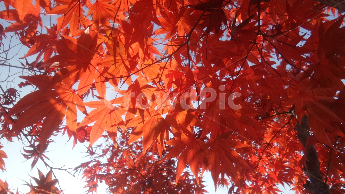단풍,붉은색,계조축,낙엽활엽교목,식물,plant,maple,가을,계절,fall,autumn,season,식물,자연,plants,nature,leaf,잎,tree,나무