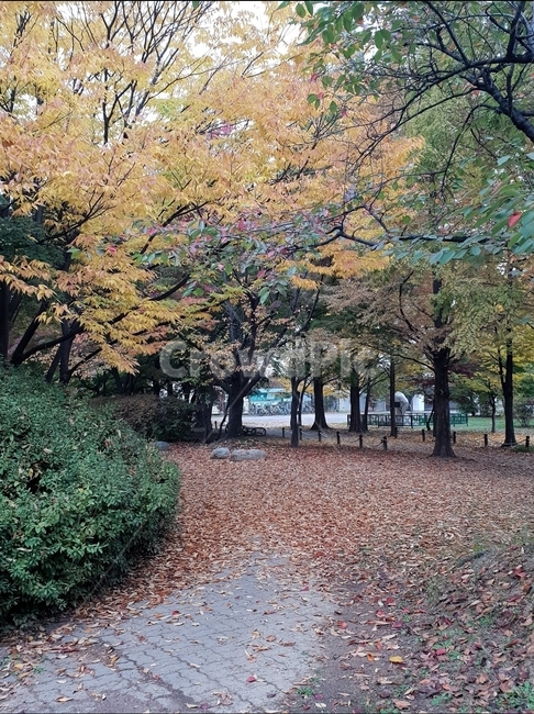 tree,나무,풍경,가을풍경,낙엽,가로수,가을,가을,계절,fall,autumn,season,plant,식물,tree trunk,나무 줄기