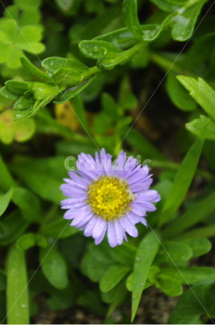 꽃,flower,plant,식물,color,식물,자연,plants,nature,꽃,flower