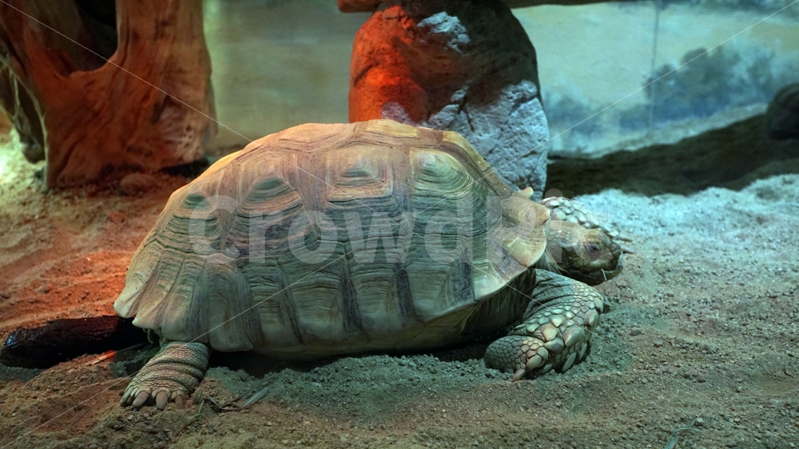 동물,거북이,파충류,양서류,포유류,turtle,tortoise,모래,흙,생태계,환경,수족관,아쿠아리움,animal,수중,생명,자연,nature,물결,동물,animal,파충류,양서류,reptile,amphibian