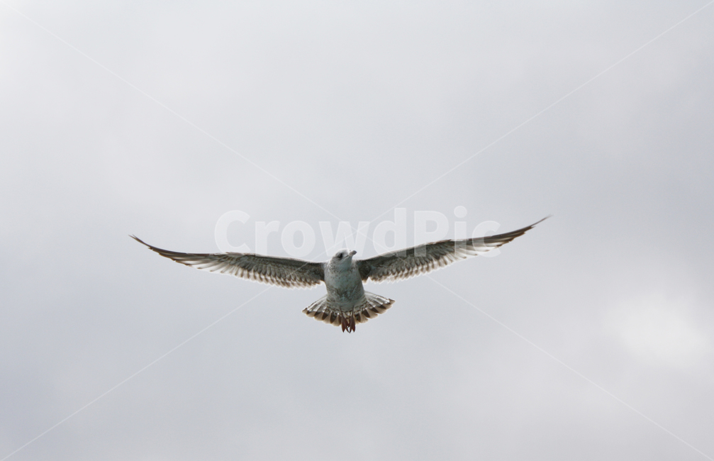 새,갈매기,하늘,부산,비상,동물,animal,조류,새,birds