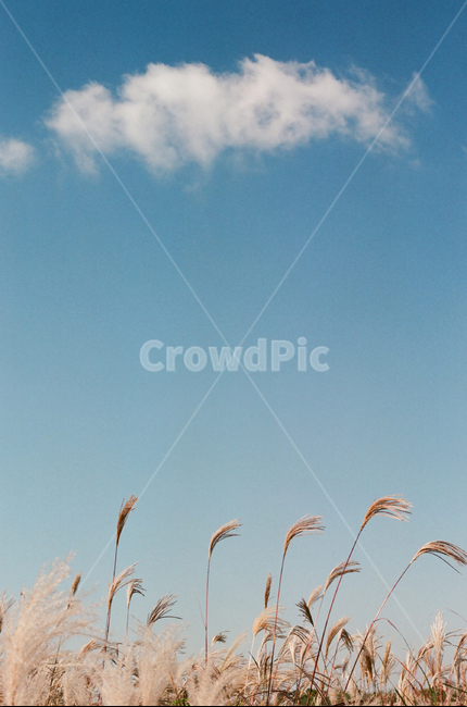 가을,갈대,구름,하늘,푸른하늘,바람,맑음,자연,야외,갈대숲,grass,식물,reed,가을,계절,fall,autumn,season,식물,자연,plants,nature,plant,잔디,lawn