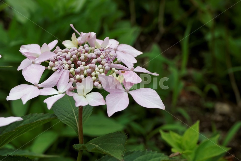 산수국,자연,식물,꽃,flower,bloom,유성화,무성화,가꽃
