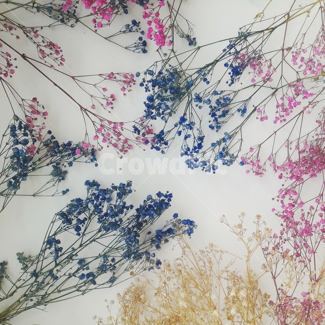 드라이플라워,flower,꽃,안개꽃,commongypsophila,꽃,flower