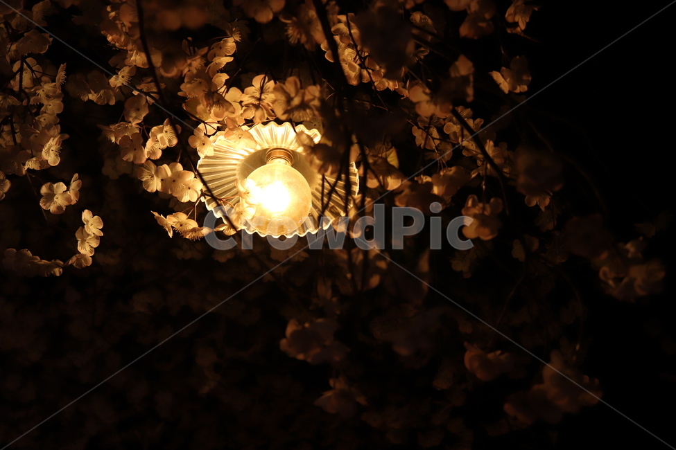 light,빛,lighting,조명,따뜻함,전구,꽃,flare,플레어,인테리어,실내디자인,interior design