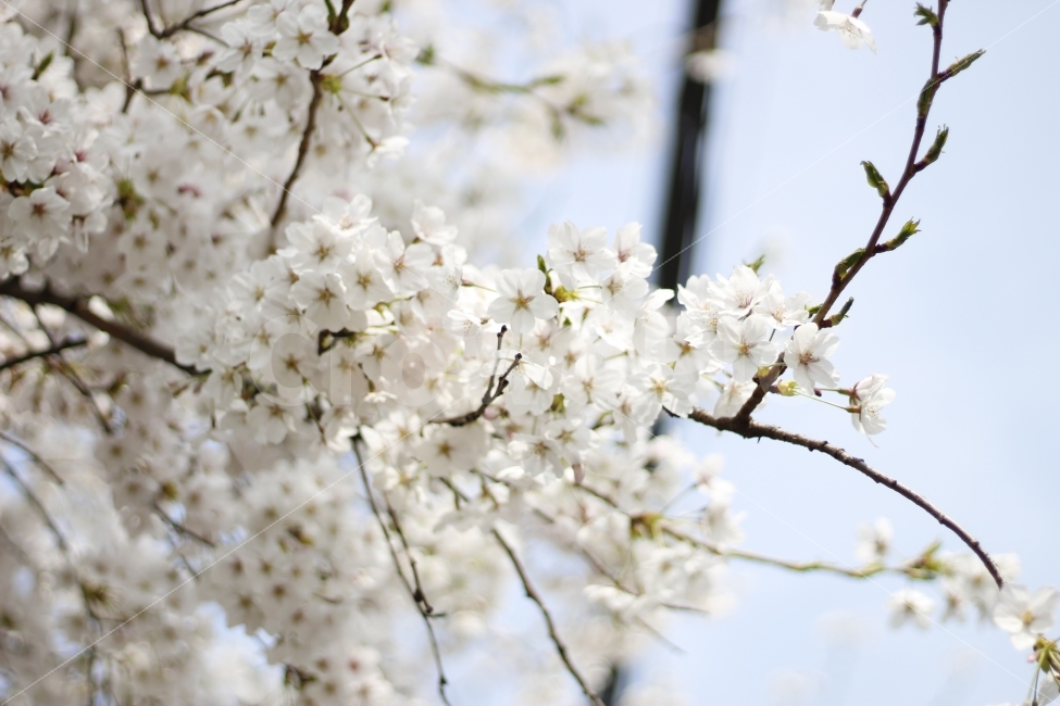 flower,spring,봄,자연,꽃,식물,나무,벚꽃,식물,자연,plants,nature,봄,계절,spring,season,꽃,flower,plant,blossom