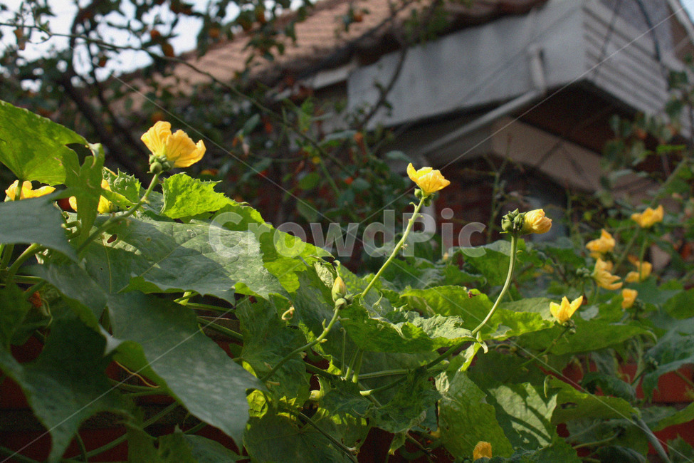 꽃,노란색,식물,자연,풀잎,식물,자연,plants,nature,꽃,flower