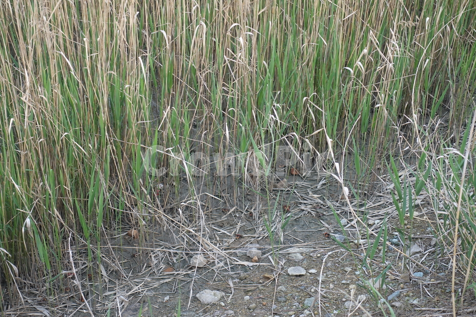 plant,식물,grass,잔디,순천,순천만,습지,게