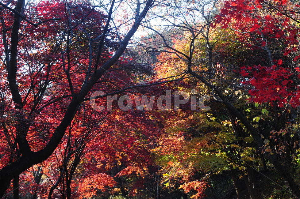 가을,단풍,은행,풍경,산