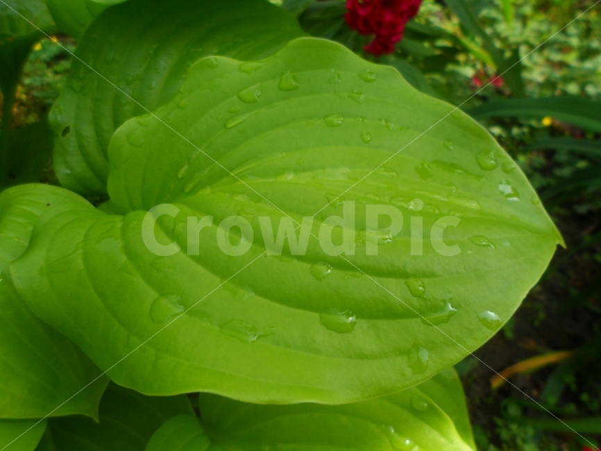 이파리,식물,초록,이슬,무늬,식물,자연,plants,nature