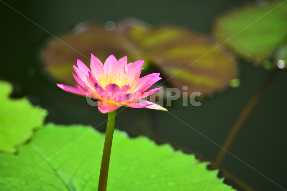 수련,열대식물,수생식물,식물,꽃,여름꽃,꽃송이,화려함,아름다움,flowers,waterlily,분홍색꽃,꽃술,한송이,개화,활짝피다,배경,바탕,백그라운드,핑크색꽃,녹색,식물,자연,plants,nature,꽃,flower