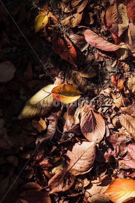 leaf,잎,plant,식물,가을,단풍,가을,계절,fall,autumn,season,식물,자연,plants,nature