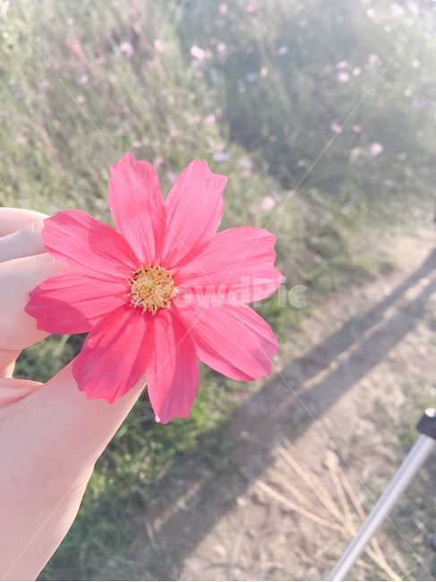 코스모스,꽃,배경,풍경,하늘