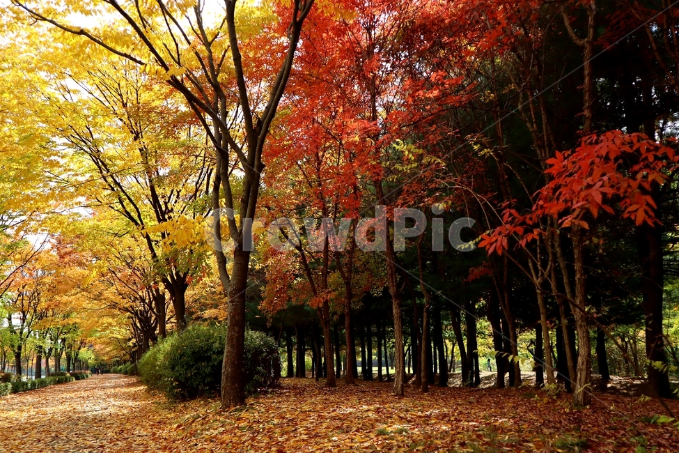 가을,단풍,거리,풍경,벚나무,가을,계절,fall,autumn,season,plant,식물,leaf,잎,tree,나무,maple