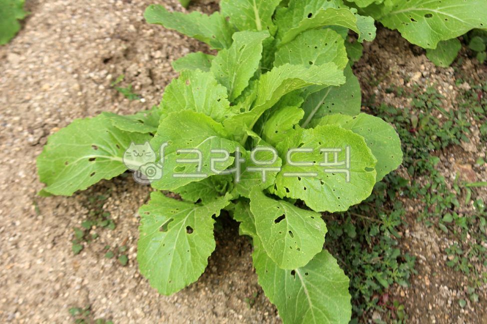 식물, plant, vegetable, 야채, 배추, 사진,이미지,일러스트,캘리그라피 - benjamin작가