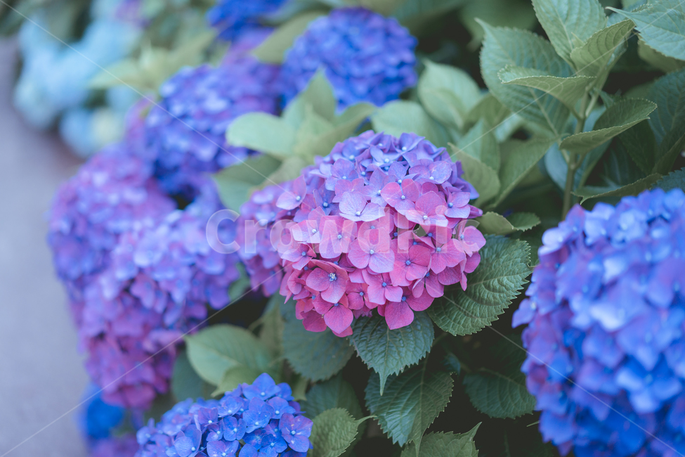 수국,제주,6월,꽃,보라색,핑크색,식물,자연,plants,nature,꽃,flower,색깔,색상,색채,색감,color sense,color sensitivity,feeling of color