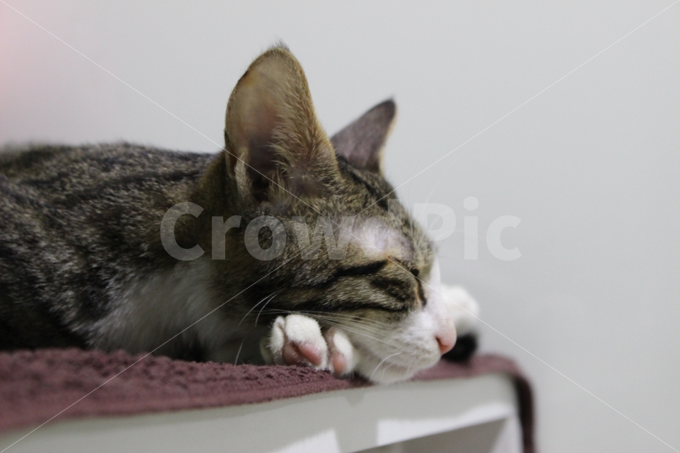 	고양이,반려동물,유기묘,길냥이,애완동물,cat,pet,kitten,아기고양이,코숏,코리안숏헤어,동물,동물,animal,고양이,cat,kitten,kitty,포유류,mammal