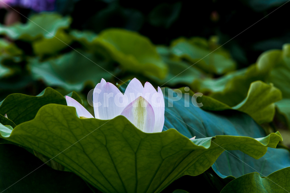연꽃,연잎,문양,무늬,수줍음,자연,식물,자연,plants,nature,꽃,flower