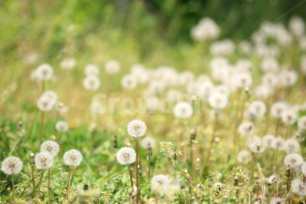 한국,봄,여름,민들레,민들레씨,민들레밭,꽃,꽃밭,자연,korea,spring,dandelion,flower,nature,식물,자연,plants,nature,꽃,flower,감성,sensible,feeling