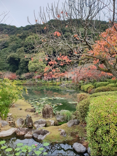 나무,꽃,정원,일본,연못,가을,산,돌,가지,풍경,자연,자연,풍경,nature,landscape,plant,식물