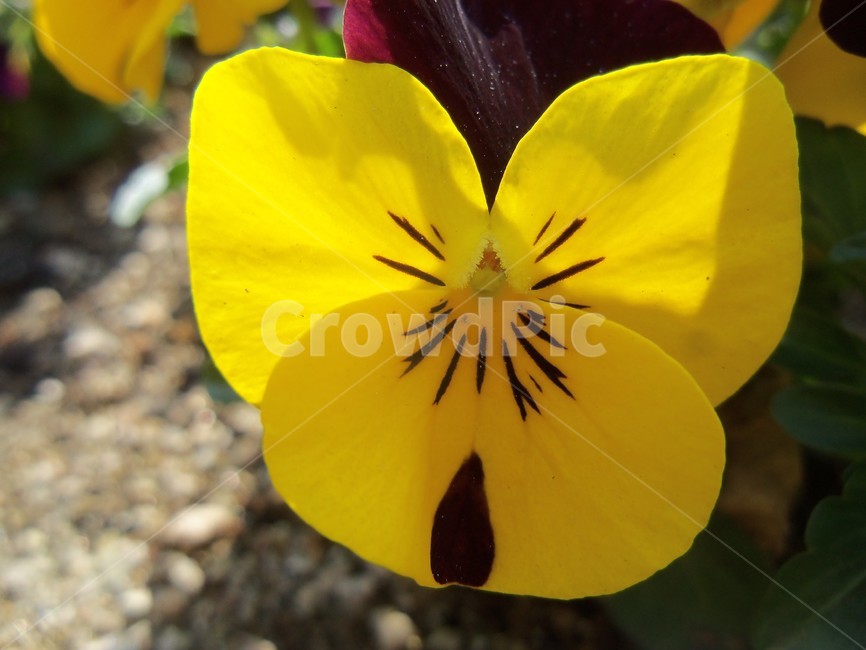 허니가이드,꿀길,팬지허니가이드,꿀샘,꽃,식물,자연,plants,nature,꽃,flower