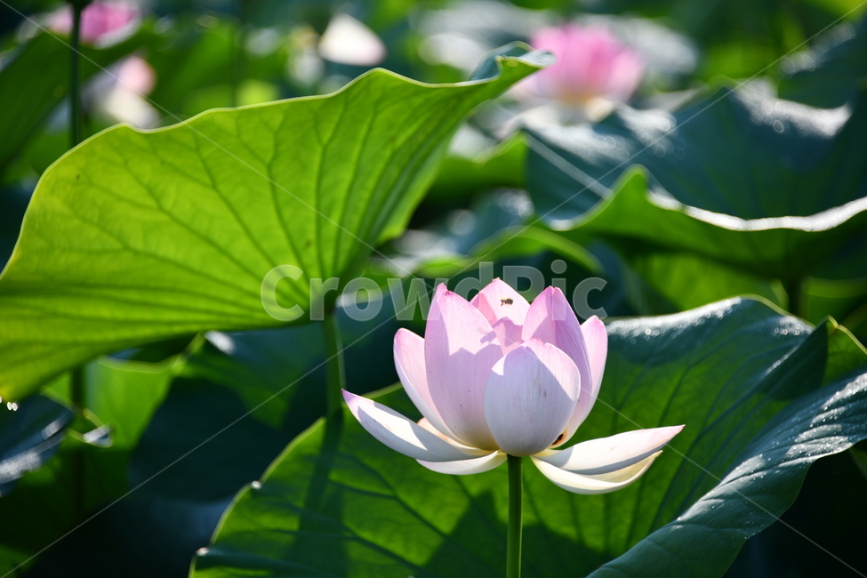 꽃,접사,연꽃밭,식물,자연,plants,nature,flower,분홍색,핑크색,연잎,연꽃