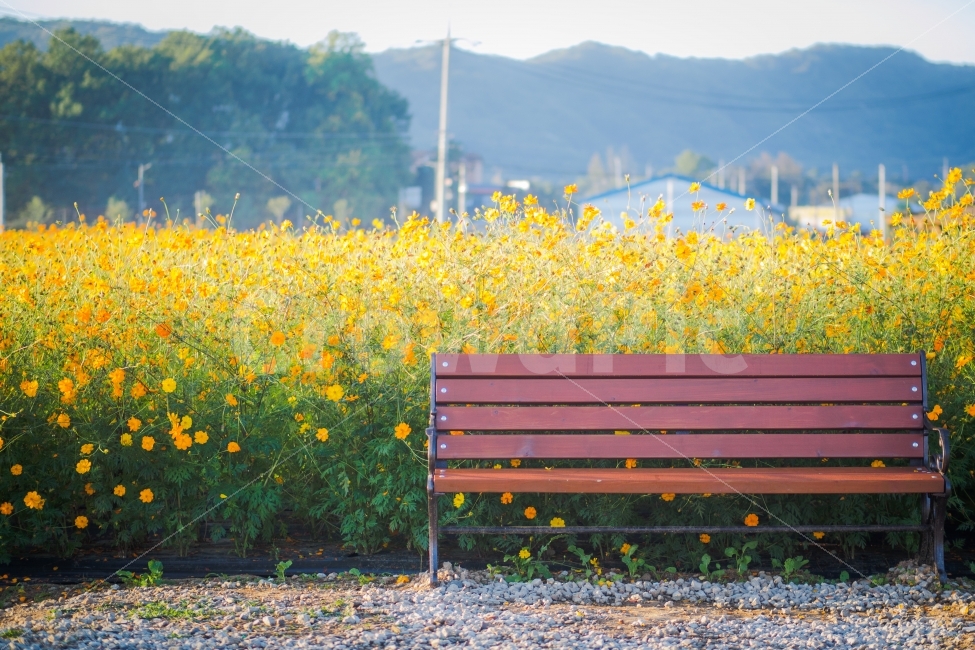 코스모스,의자,가을,10월,주황,노랑,벤치,가을,계절,fall,autumn,season,식물,자연,plants,nature,꽃,flower,감성,sensible,feeling,휴식,힐링,rest,relaxation,healing,furniture,가구,bench
