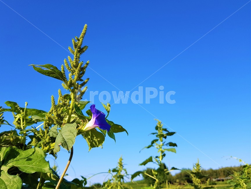 plant,식물,leaf,잎,나팔꽃,꽃,보라색,purple,pharbitisnill,flower