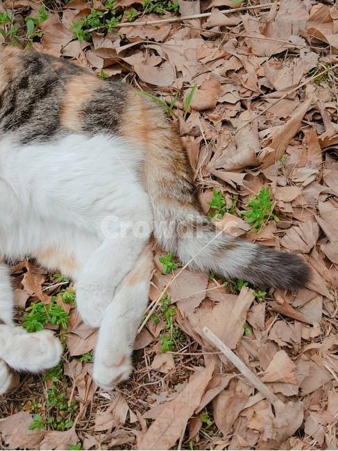 고양이,냥이,길고양이,길냥이,냥냥이