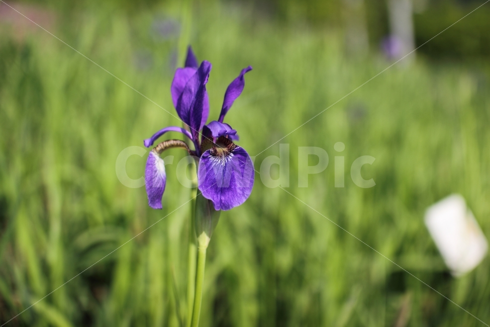 식물,제비꽃,violet,꽃,꽃사진,제비꽃사진,violet사진,식물사진,사진,보라색,아름다운,포토,photo,photography,snap,snapshot,감성,감성사진,분위기,분위기사진,스냅,스냅샷,스냅사진,식물,자연,plants,nature,꽃,flower