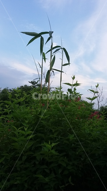 자연,대나무,나무,하늘,곶